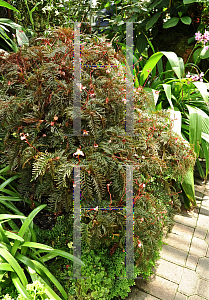 Picture of Begonia bipinnatafida 