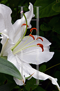 Picture of Lilium hybridum 