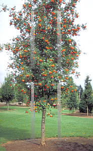 Picture of Sorbus aucuparia 