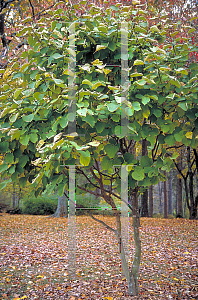 Picture of Styrax obassia 
