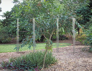 Picture of Syzygium jambos 