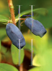 Picture of Lonicera caerulea 'Dolce Vita(Sugar Mountain Blue)'