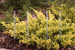 Picture of Juniperus horizontalis 'Hegedus (Good Vibrations Gold)'