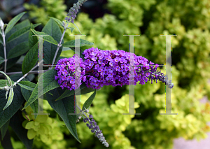 Picture of Buddleia  'Lo & Behold Purple Haze'