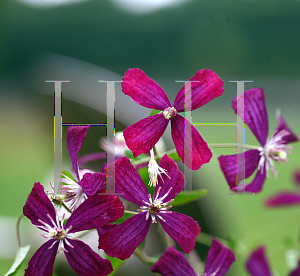 Picture of Clematis  'Sweet Summer Love'