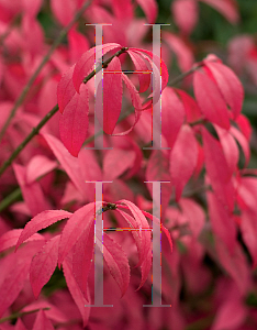Picture of Euonymus alatus 'Hayman (Unforgettable Fire)'