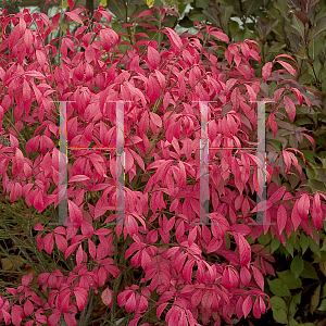 Picture of Euonymus alatus 'Hayman (Unforgettable Fire)'