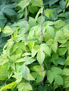 Picture of Humulus lupulus 'Summer Shandy'