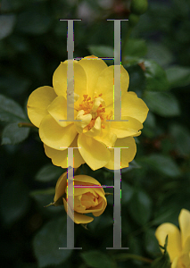 Picture of Rosa  'ChewHocan (Oso Easy Lemon Zest)'