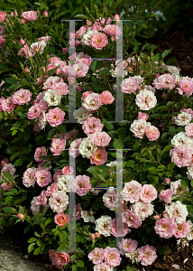 Picture of Rosa  'ZleMarianneYoshida (Oso Happy Petit Pink)'