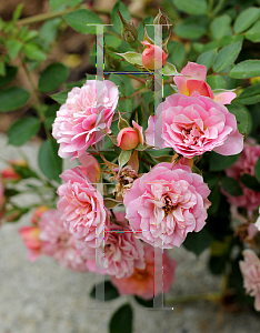 Picture of Rosa  'ZleMarianneYoshida (Oso Happy Petit Pink)'