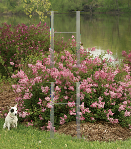 Picture of Syringa x 'SMSXPM (Scent and Sensibility Pink'