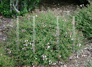 Picture of Abelia  'Pinky Bells'