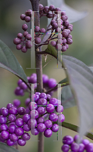 Picture of Callicarpa x 'NCCX1 (Purple Pearls)'