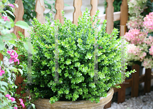 Picture of Buxus microphylla 'Bulthouse (Sprinter)'