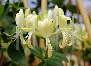Picture of Lonicera periclymenum 'Scentsation'