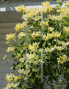 Picture of Lonicera periclymenum 'Scentsation'