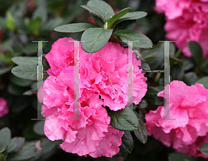 Picture of Rhododendron (subgenus Azalea) 'RLH1-2P8 (Bloom-A-Thon Pink Double)'