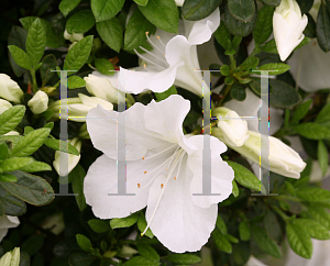 Picture of Rhododendron (subgenus Azalea) 'RLH1-3P3 (Bloom-A-Thon White)'