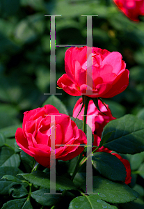 Picture of Rosa  'Meipeporia (Osos Easy Double Red)'