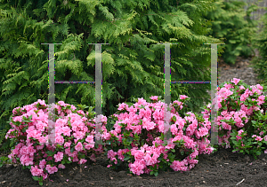 Picture of Rhododendron (subgenus Azalea) 'RLH1-2P8 (Bloom-A-Thon Pink Double)'