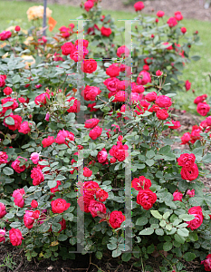 Picture of Rosa  'Meipeporia (Osos Easy Double Red)'