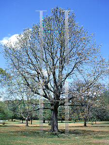 Picture of Quercus velutina 