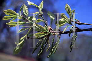 Picture of Quercus michauxii 