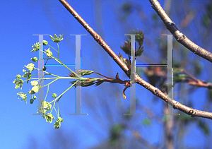 Picture of Acer platanoides x truncatum 'Warrenred (Pacific Sunset)'