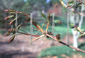 Picture of Acer platanoides x truncatum 'Keithsform (Norwegian Sunset)'