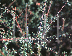 Picture of Cotoneaster conspicuus 'Decorus'
