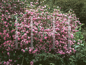 Picture of Rhododendron dauricum 