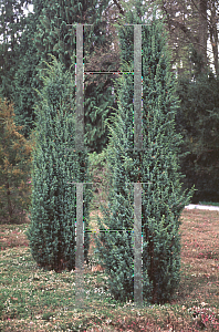 Picture of Juniperus communis 'Hibernica'