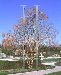 Picture of Catalpa fargesii 