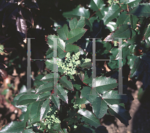 Picture of Mahonia aquifolium 