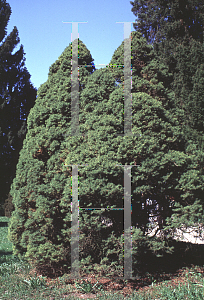 Picture of Picea glauca var. albertiana 'Conica'