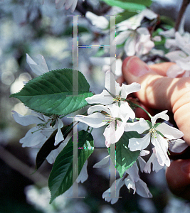 Picture of Prunus x juddii 