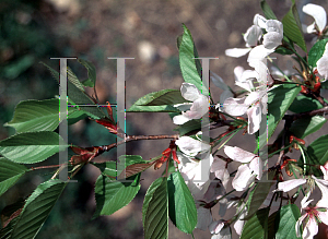 Picture of Prunus x juddii 