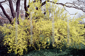 Picture of Forsythia x intermedia 'Spring'