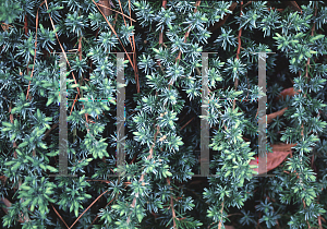 Picture of Juniperus conferta 'Compacta'