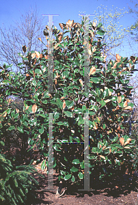 Picture of Magnolia grandiflora 'Dearing Street'
