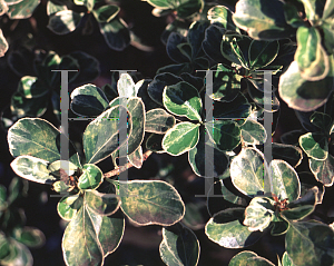 Picture of Euonymus japonicus 