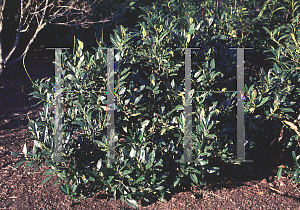 Picture of Prunus laurocerasus 'Otto Luyken'