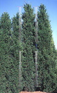 Picture of Juniperus virginiana 'Hillspire'