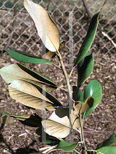Picture of Magnolia grandiflora 'Satinleaf'