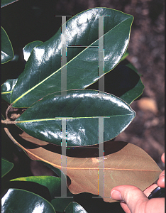 Picture of Magnolia grandiflora 'Saint Mary'