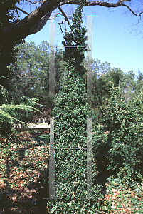 Picture of Buxus sempervirens 'Pyramidalis'