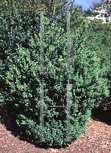 Picture of Buxus sempervirens 'Woodland'