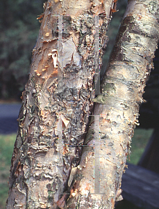 Picture of Betula nigra 