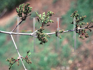 Picture of Fraxinus sieboldiana 